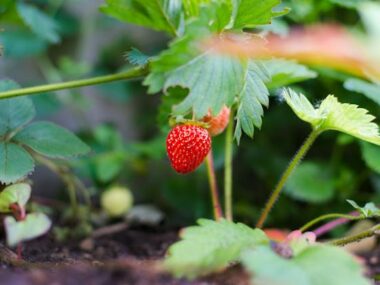 Strawberry Picking Jobs in Spain for Foreigners